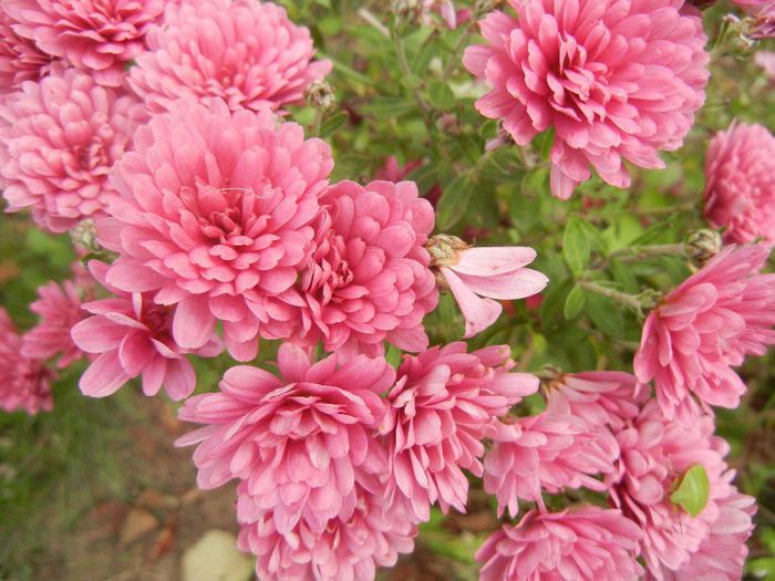 Pink Chrysanthemum (2013, Oct.28)