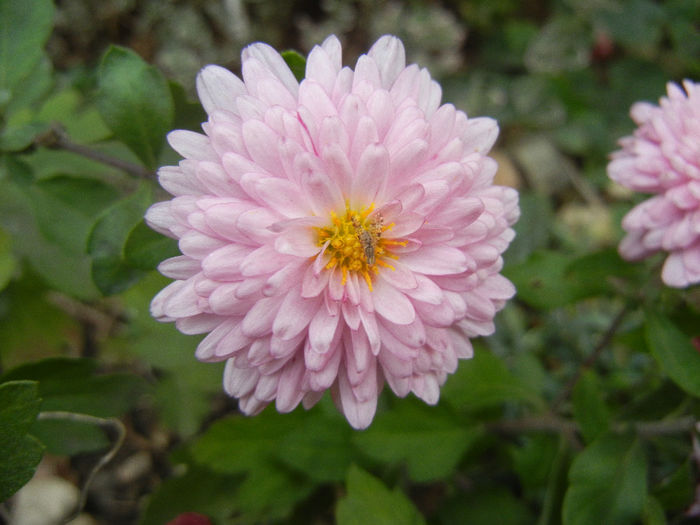 Pink Chrysanthemum (2013, Oct.28)