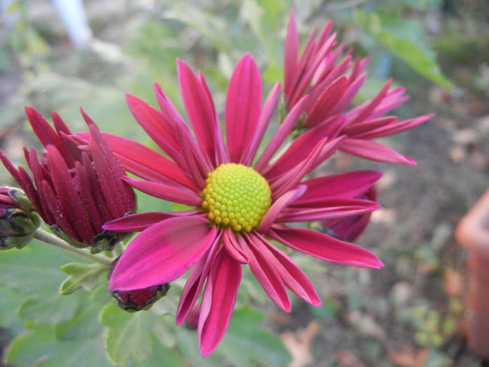 Purple & Yellow Chrysanth (2013, Oct.22)