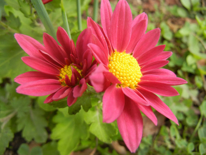 Purple & Yellow Chrysanth (2013, Oct.28)