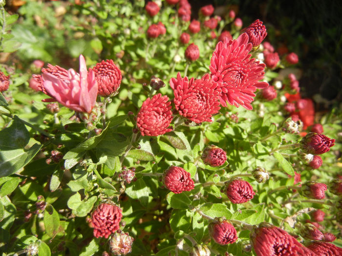 Purple Chrysanthemum (2013, Oct.18)