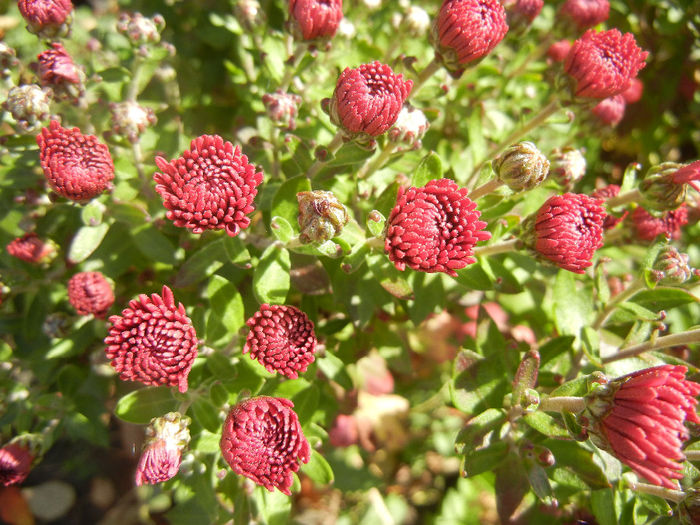 Purple Chrysanthemum (2013, Oct.18)