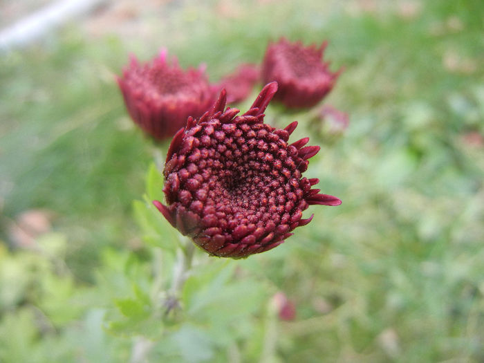 Purple Chrysanthemum (2013, Oct.28)