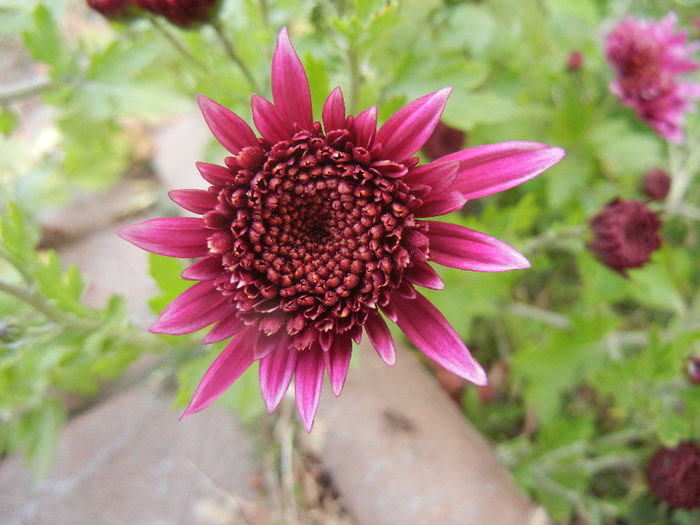 Purple Chrysanthemum (2013, Oct.28) - Purple Chrysanthemum