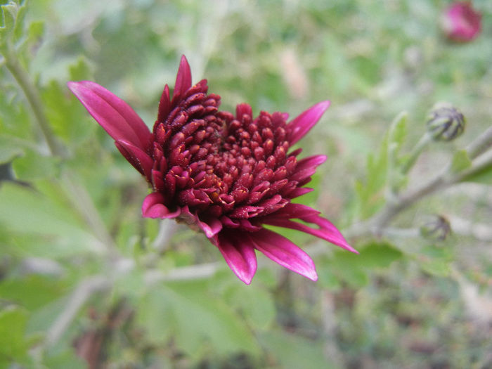 Purple Chrysanthemum (2013, Oct.28)