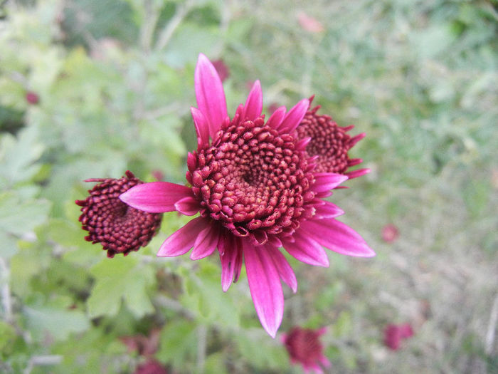 Purple Chrysanthemum (2013, Oct.28) - Purple Chrysanthemum