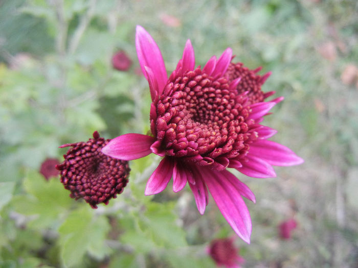 Purple Chrysanthemum (2013, Oct.28)