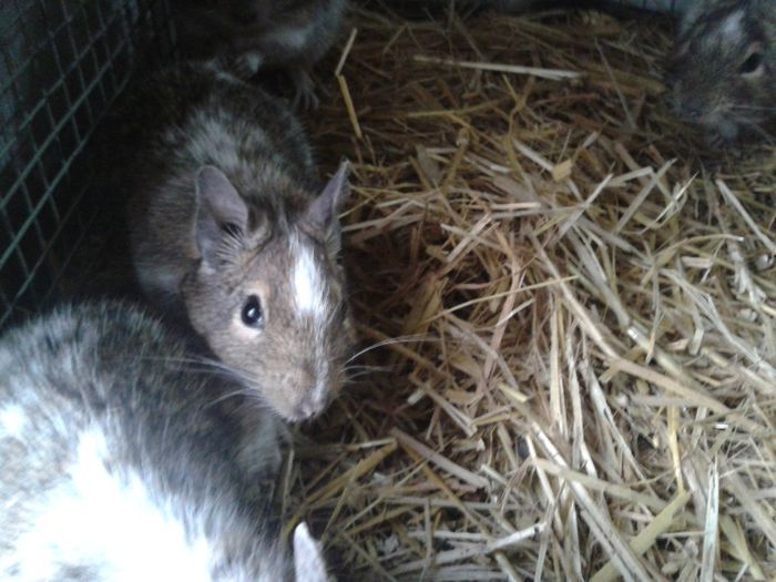 diversi - veverite degu