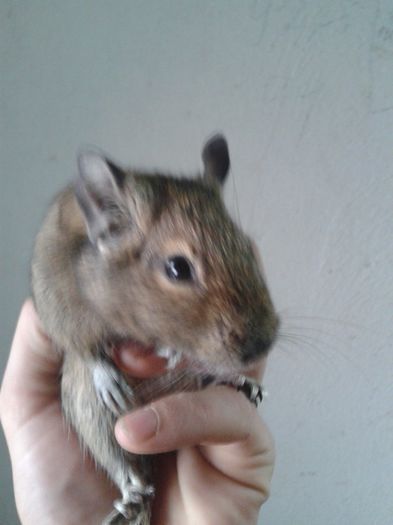 degu normal - veverite degu