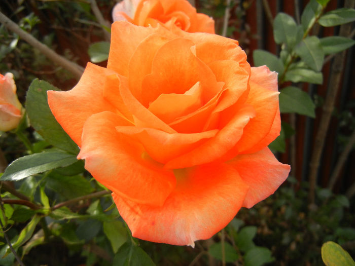 Rose Monica (2013, October 28)