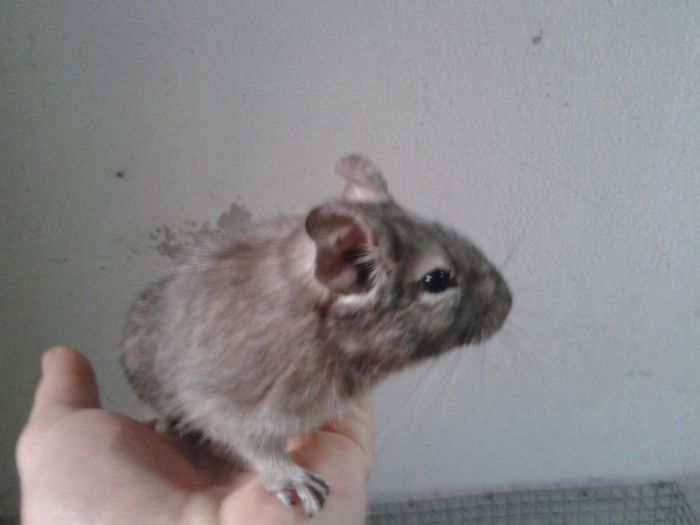 degu albastru - veverite degu