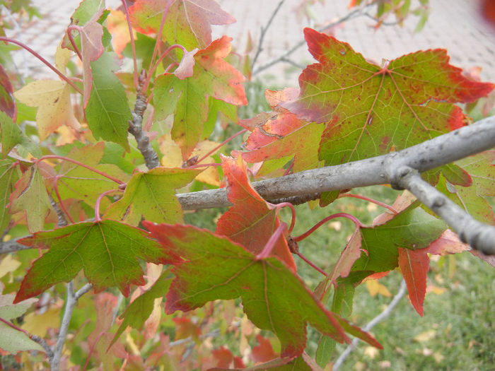 Liquidambar styraciflua (2013, Oct.04)