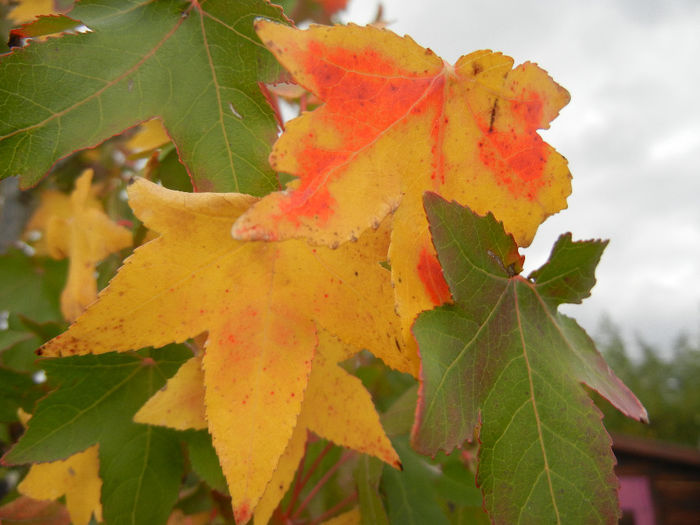 Liquidambar styraciflua (2013, Oct.04)