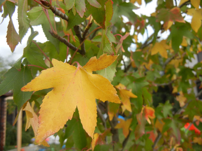 Liquidambar styraciflua (2013, Oct.04)