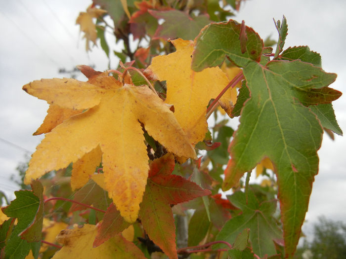 Liquidambar styraciflua (2013, Oct.04)