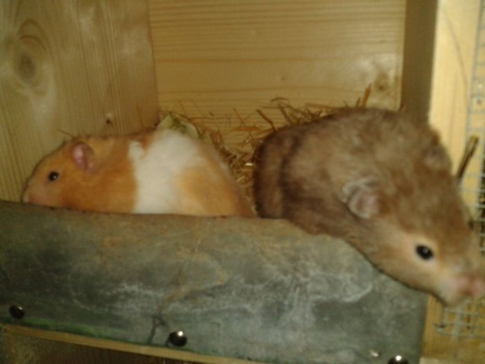  - hamsteri comun