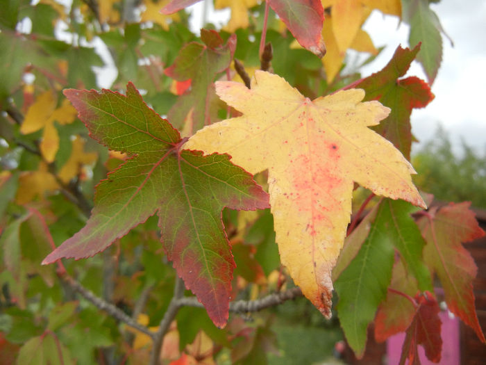 Liquidambar styraciflua (2013, Oct.04)