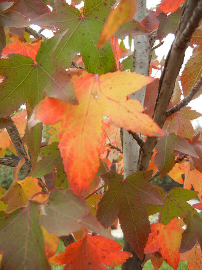 Liquidambar styraciflua (2013, Oct.14) - Liquidambar styraciflua