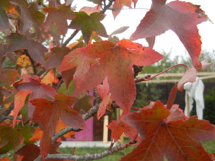 Liquidambar styraciflua (2013, Oct.14)