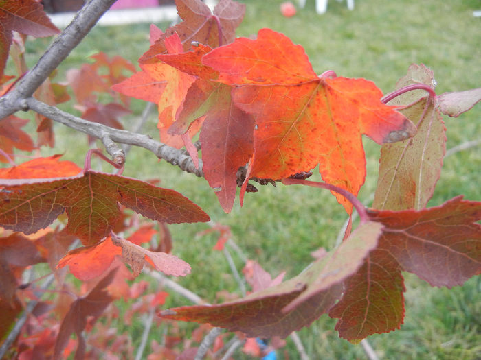 Liquidambar styraciflua (2013, Oct.14)