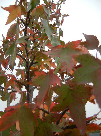Liquidambar styraciflua (2013, Oct.14)