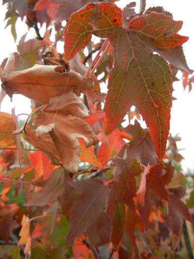 Liquidambar styraciflua (2013, Oct.14)
