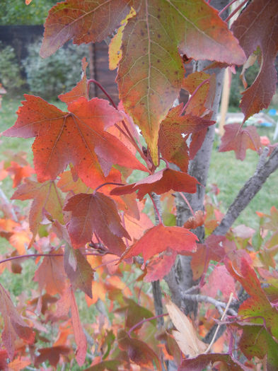 Liquidambar styraciflua (2013, Oct.14)