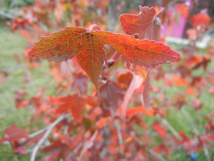 Liquidambar styraciflua (2013, Oct.14)