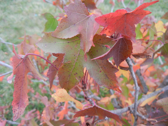 Liquidambar styraciflua (2013, Oct.14)