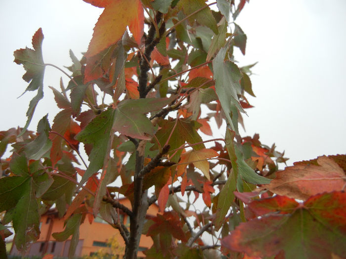 Liquidambar styraciflua (2013, Oct.14)