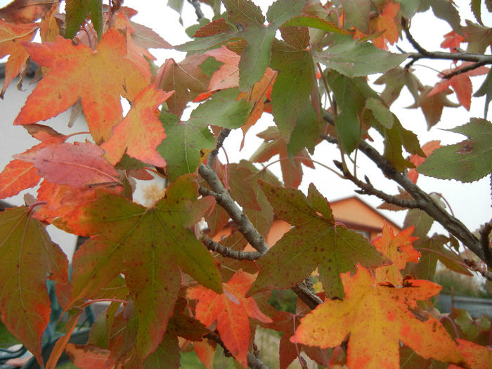 Liquidambar styraciflua (2013, Oct.14)