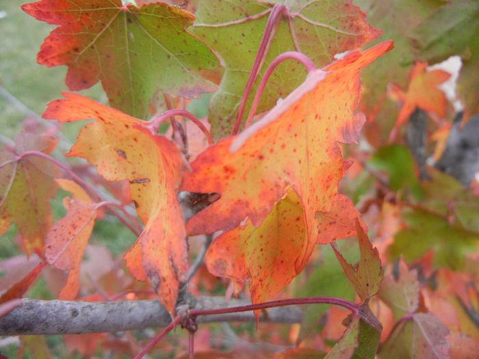 Liquidambar styraciflua (2013, Oct.14)