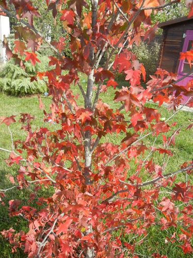 Liquidambar styraciflua (2013, Oct.18)