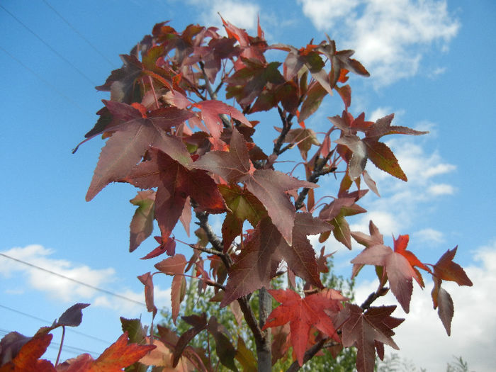 Liquidambar styraciflua (2013, Oct.18)