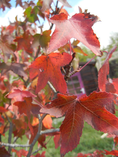 Liquidambar styraciflua (2013, Oct.18)