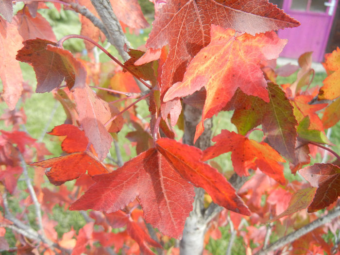 Liquidambar styraciflua (2013, Oct.18)