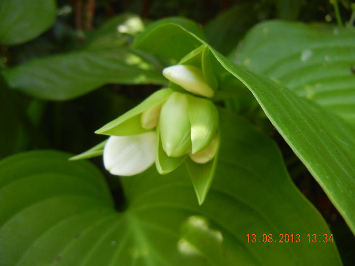 Hosta_Plantain Lily (2013, August 13)