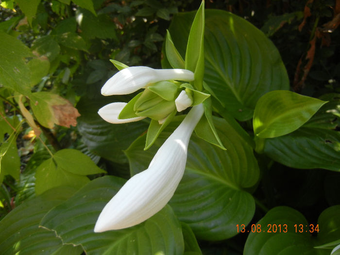 Hosta_Plantain Lily (2013, August 13) - LILY Plantain Lily Hosta