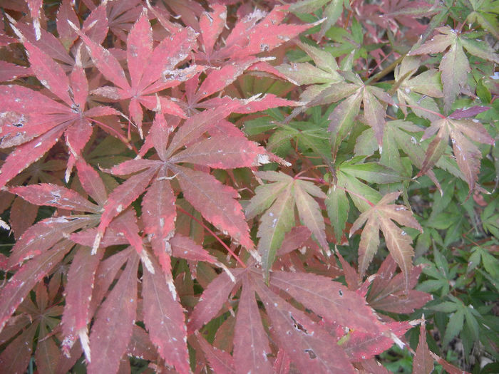 Acer Bloodgood & Katsura (2013, Oct.14) - Acer palmatum_Japanese Maples