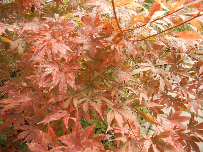 Acer palmatum Bloodgood (2013, Oct.09)
