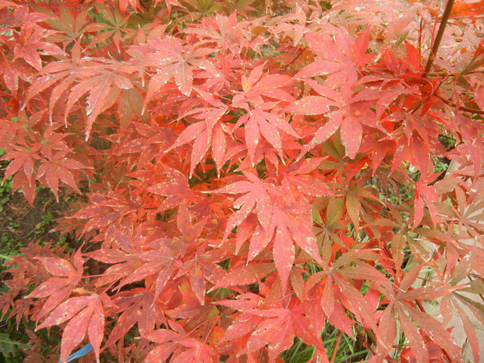 Acer palmatum Bloodgood (2013, Oct.14) - Acer palmatum Bloodgood