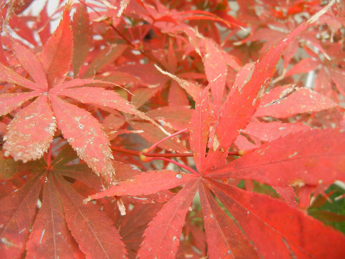 Acer palmatum Bloodgood (2013, Oct.14) - Acer palmatum Bloodgood