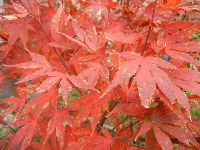 Acer palmatum Bloodgood (2013, Oct.14) - Acer palmatum Bloodgood