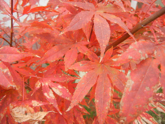 Acer palmatum Bloodgood (2013, Oct.14) - Acer palmatum Bloodgood
