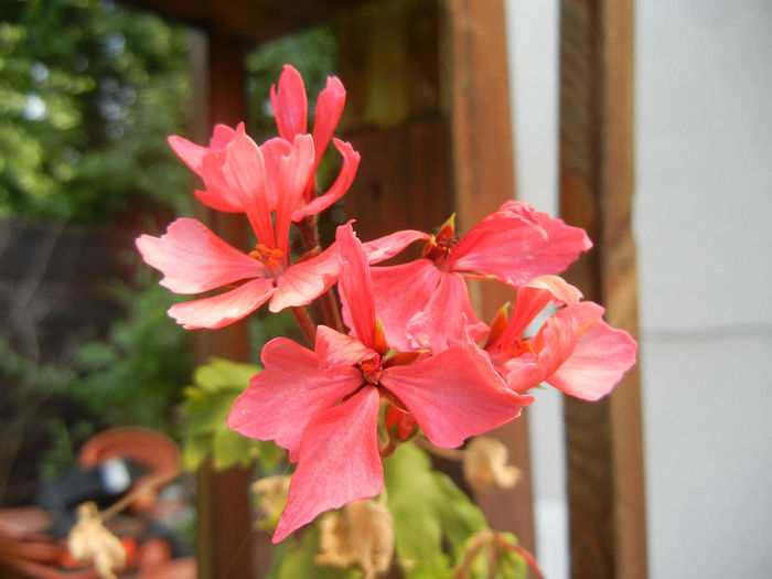 Pink Stellar Geranium (2013, June 20)