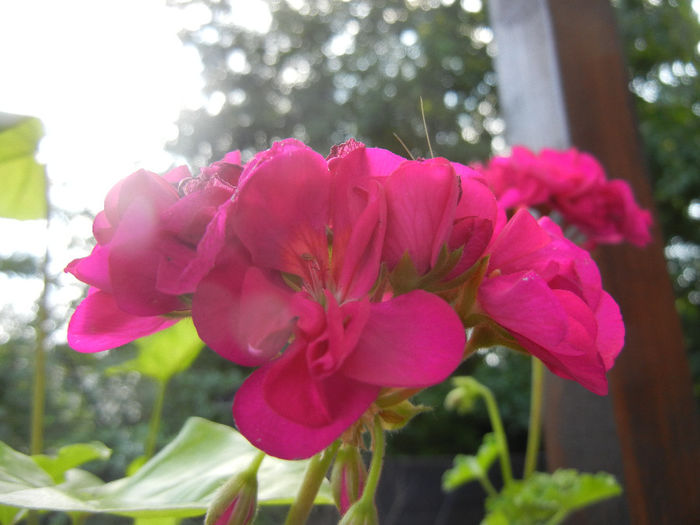 Bright Odette Geranium (2013, Jul.10) Bright Odette Geranium (2013, Jul.10)
