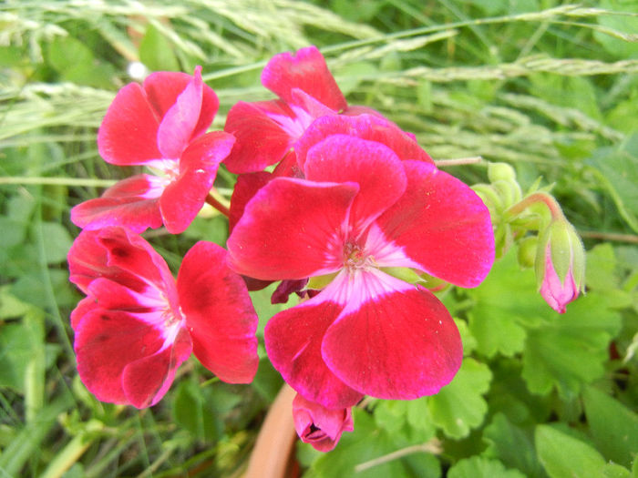 Bicolor geranium (2013, June 20)