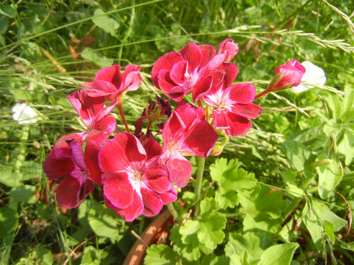 Bicolor geranium (2013, June 23)