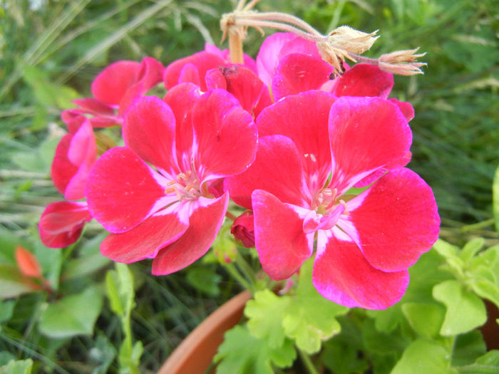 Bicolor geranium (2013, July 10)