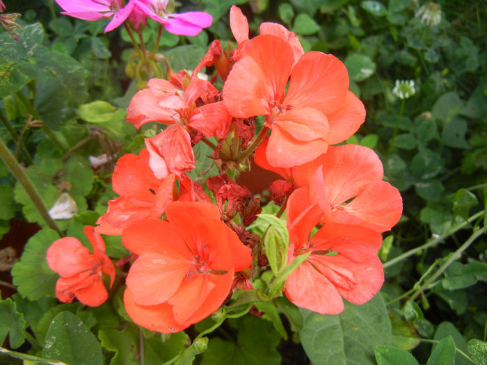 Red geranium (2013, July 10) - ZONAL Geraniums
